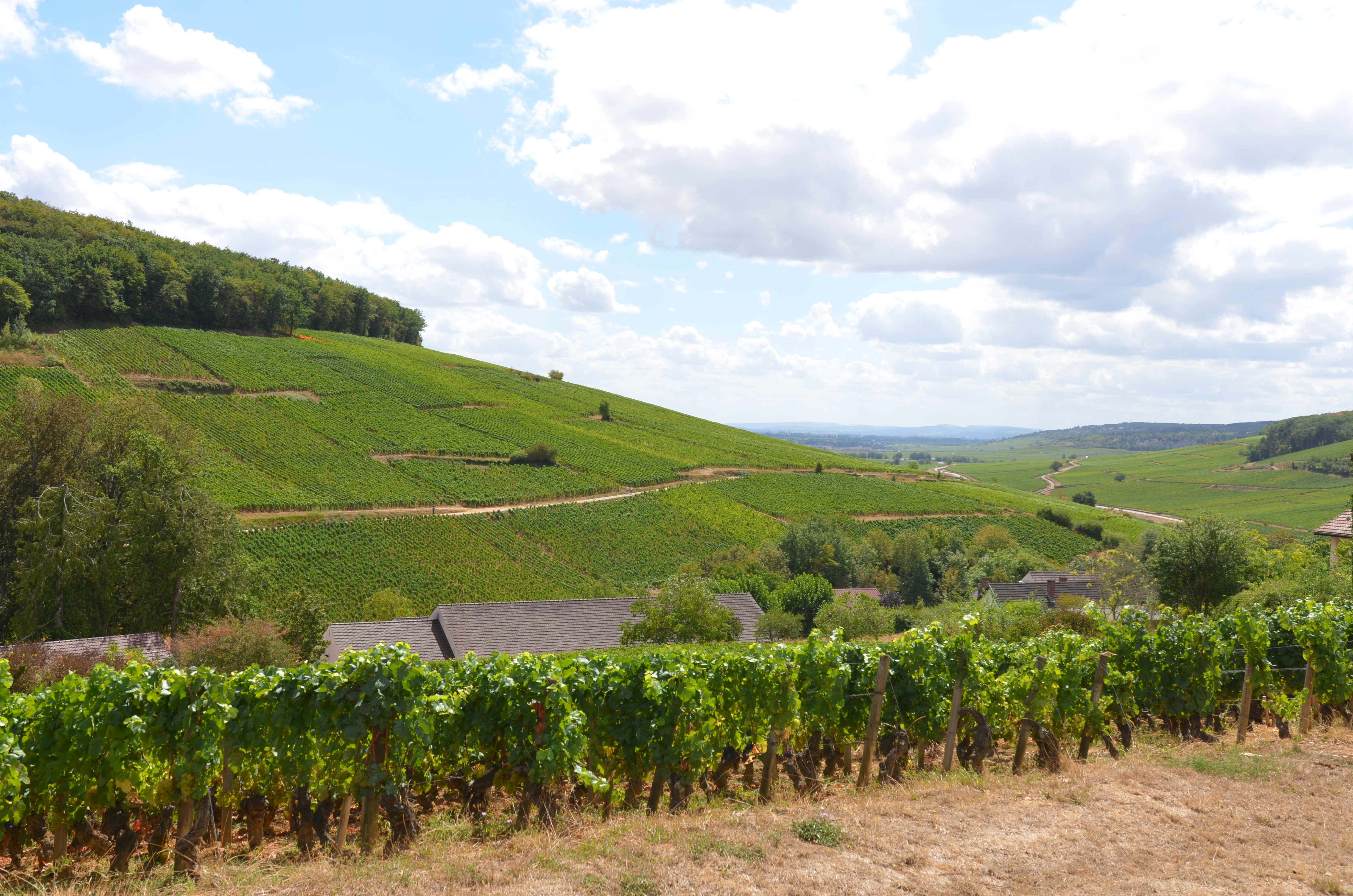 Sun shining upon the hill of Corton, in the heart of the <em>Route des Grands Crus</em> of Burgundy