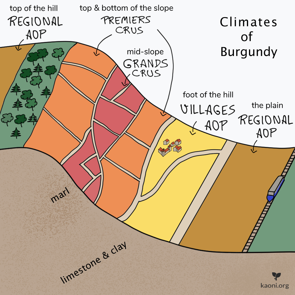 Climates of Burgundy, France. The Wine AOP system of the Golden Slope.